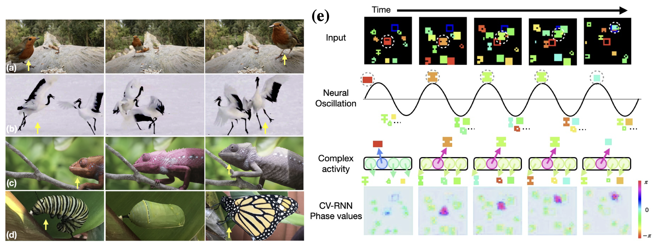 Phase synchrony enables appearance-invariant tracking